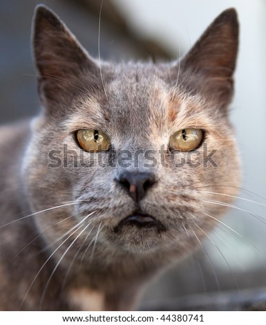 Close-up portrait of a cat in a bad mood