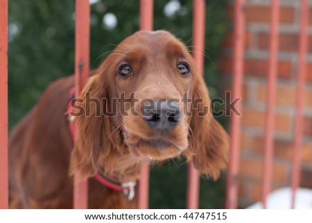 Who goes there!? - very cute guard dog poking his head through the fence and looking you up and down