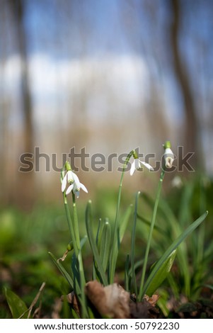 spring is here! - snowdrops (Galanthus nivalis) in a forest