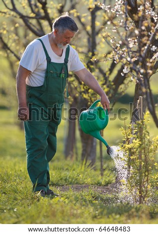 watering orchard/garden - portrait of a senior man gardening in his garden (color toned image)