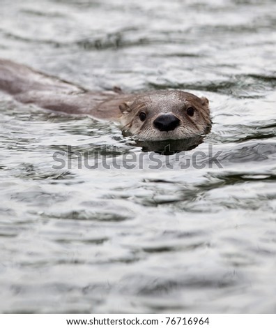 European Otter (Lutra lutra), also known as Eurasian otter, Eurasian river otter, common otter and Old World otter