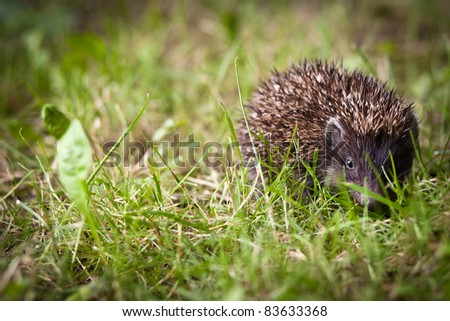 Baby European Hedgehog (Erinaceus europaeus) sniffing in grass, exploring the natural world