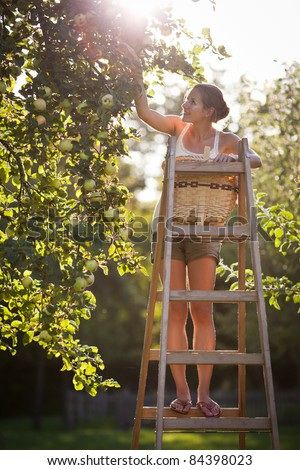 Young woman up on a ladder picking apples from an apple tree on a lovely sunny summer day - lit by warm evening light (shallow DOF; color toned image)