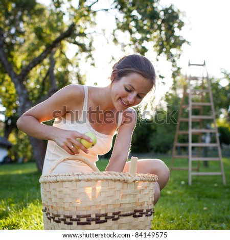 Young woman collecting apples in an orchard on a lovely sunny summer day