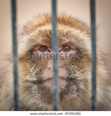 caged - monkey behind bars of a cage in a zoo