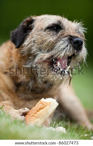Border Terrier delightfully crunching a treat