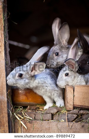 Rabbits eating grass inside a wooden hutch (European Rabbit - Oryctolagus cuniculus)