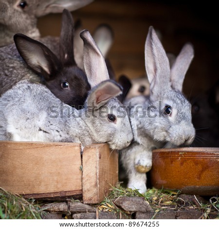 Young rabbits popping out of a hutch (European Rabbit - Oryctolagus cuniculus)