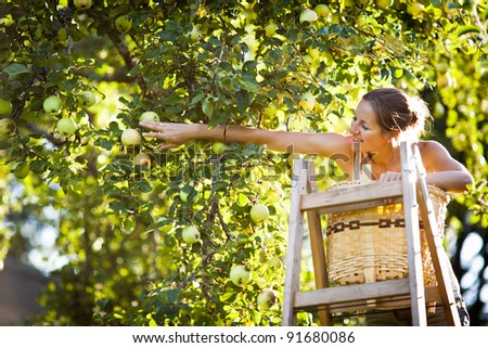 Young woman up on a ladder picking apples from an apple tree on a lovely sunny summer day