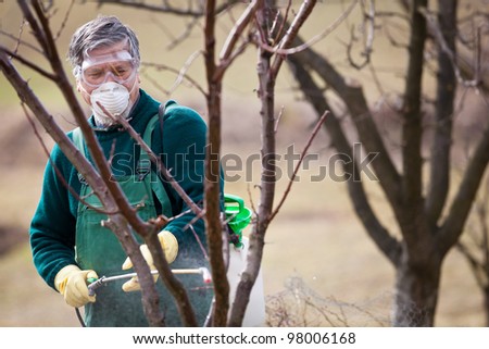 Using chemicals in the garden/orchard: gardener applying an insecticide/a fertilizer to his fruit shrubs, using a sprayer