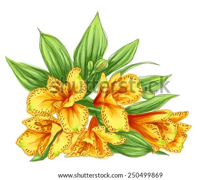Yellow peruvian lily isolated on white background
