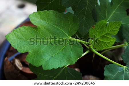 Figs Leaf