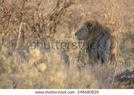 The gaze of the king - Lion (Panthera leo)
