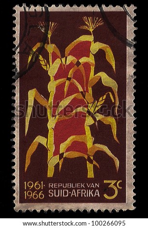 SOUTH AFRICA - CIRCA 1966: A stamp Printed in South Africa shows maize as resource, commemorate 5 years of Republic 1961-1966, circa 1966