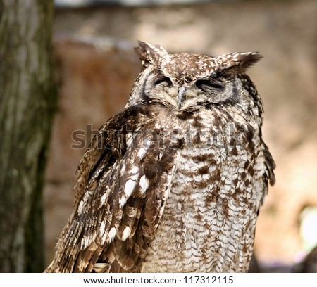 Close-up of Africa Spotted Eagle Owl with Closed Eyes