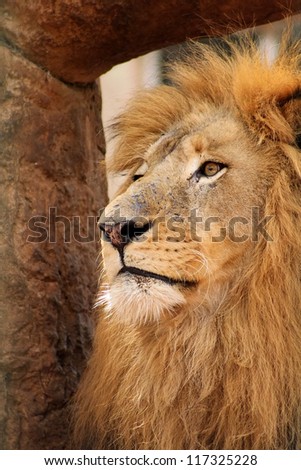 Side Profile Picture of Lion with the Royal Stare