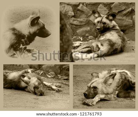 African Wild Dog Also Known As Cape Hunting Dog Sepia Collage