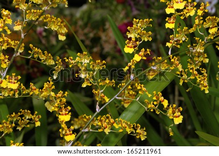 Colorful Orchid Species Oncidium Golden Anniversary Bright Yellow and Brown Picture