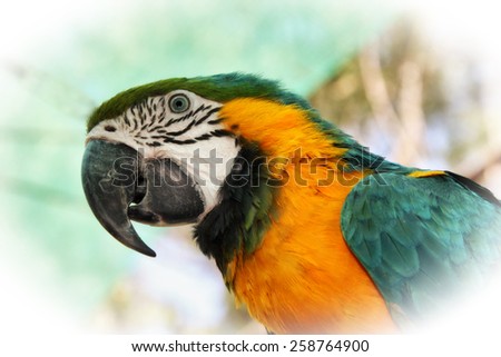 Striking Close-up portrait picture of colourful Macaw head with Special Effect