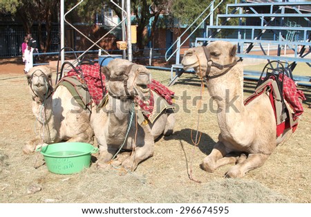 THABAZIMBI, SOUTH AFRICA - JUNE 28: Camels resting, used for joyrides at Wildsfees (Game Festival) on June 28, 2014 in Thabazimbi South Africa.