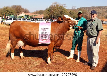 THABAZIMBI, SOUTH AFRICA - August 1:  Cattle Breeders Championship at Thabazimbi Show, on August 1, 2014 at Thabazimbi, South Africa. Brown with white on head Simmentaler champon cow.