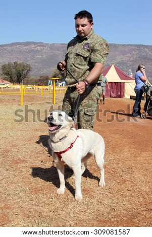 THABAZIMBI, SOUTH AFRICA - August 1: Dog show at Thabazimbi Agricultural Show,  August 1, 2014 at Thabazimbi, South Africa. Trained sniffer Labrador dog, drug, narcotics and explosives, with handler.