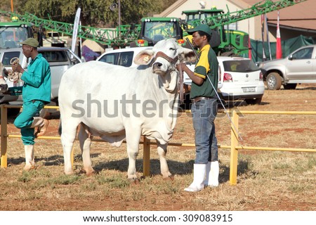THABAZIMBI, SOUTH AFRICA - August 1:  Cattle Breeders Championship at Thabazimbi Show,  on August 1, 2014 at Thabazimbi, South Africa. White Brahman bull lead by handler photo.