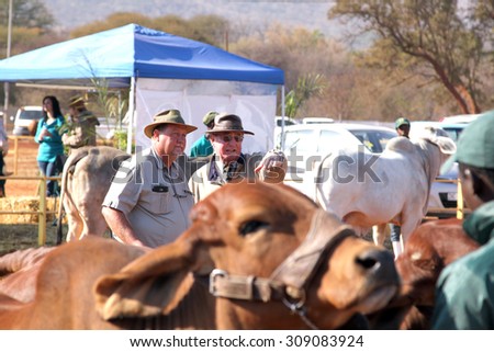 THABAZIMBI, SOUTH AFRICA - August 1:  Cattle Breeders Championship at Thabazimbi Show, on August 1, 2014 at Thabazimbi, South Africa. Dr. Peter Milton on right, judging cattle at championship.