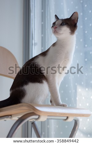 Cat is sitting on chair (Sky Tone)