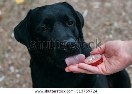 man gives dog poisoned food