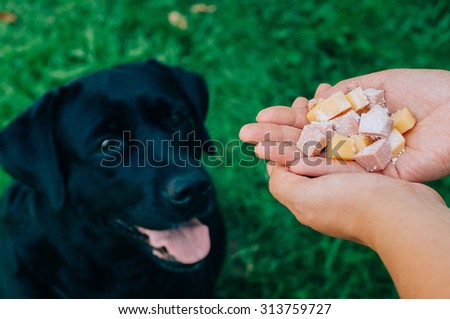 man gives dog poisoned food