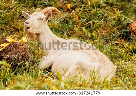 Goat smiling