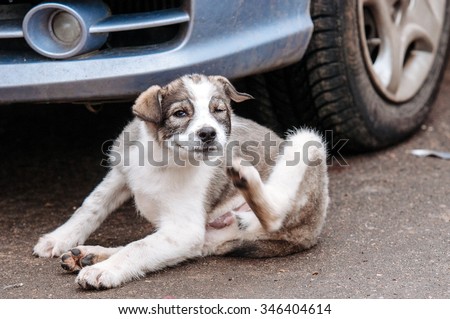 The puppy is sitting near a car, and itches
