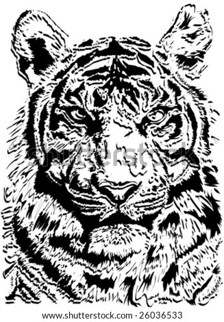 white tiger face. of a tiger face isolated