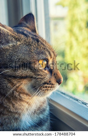 Tabby cat looks outside from the window