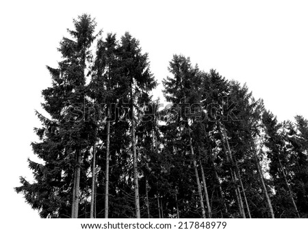 Pine forest on the background of blue sky.Photographing nature.Black and white photography