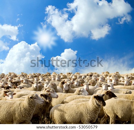 herd of sheep on a background blue sky with clouds.farming.