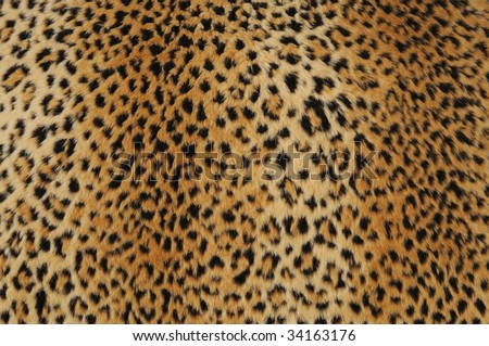 leopard skin wallpaper. close-up of leopard skin,