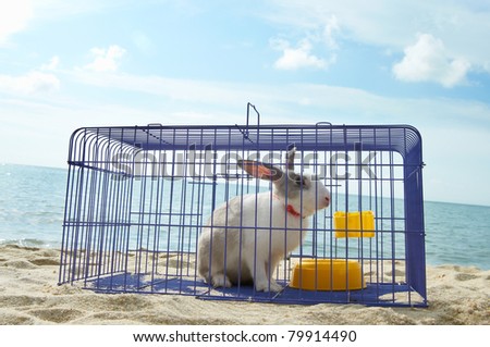 rabbit in a metal cage, hope to be release and get freedom