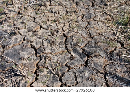 Dry Paddy Field