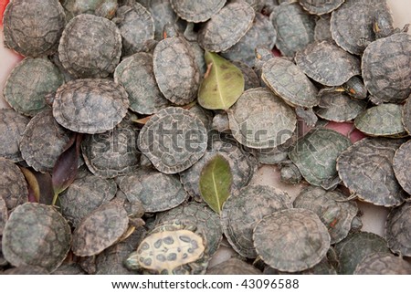 Tortoise breeding - just little turtle born near