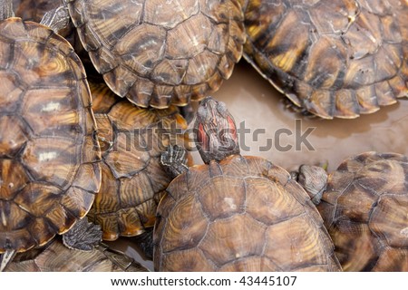 Tortoise breeding - just little turtle born near