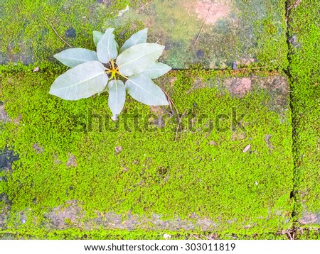 Little plant and moss growing on the brick