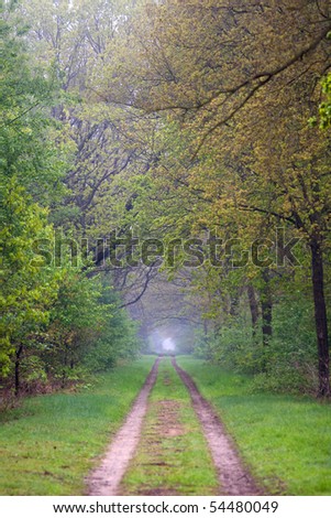 A car path that crosses a forest in the Dutch region Gelderland.