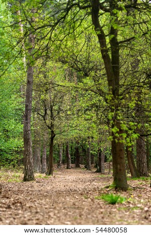 A trekking path in the middle of a forest in Spring.