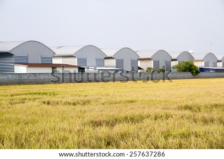 factory,power plant with  rice