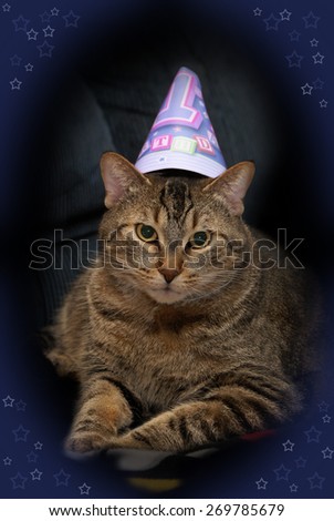 An adorable picture of a birthday cat celebrating the event by wearing a party hat.