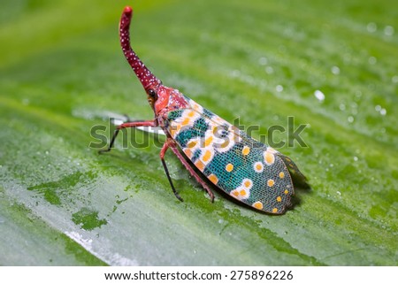 lanternfly, the insect on leave in tropical forests