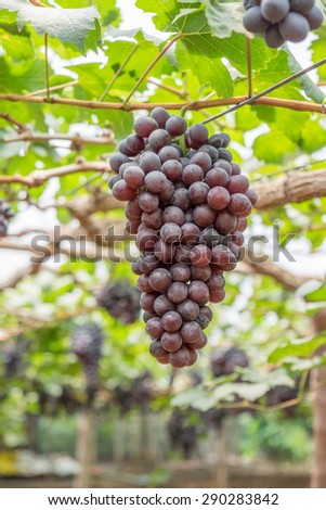 Large bunch of red wine grapes hang from a vine,Nature background with Vineyard. Wine concept.