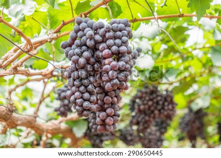 Large bunch of red wine grapes hang from a vine,Nature background with Vineyard. Wine concept.